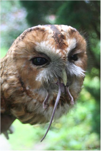 ...und Fütterung in die Freiheit entlassen werden.