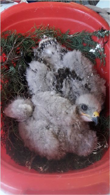 Mäusebussarde in der Kinderstube