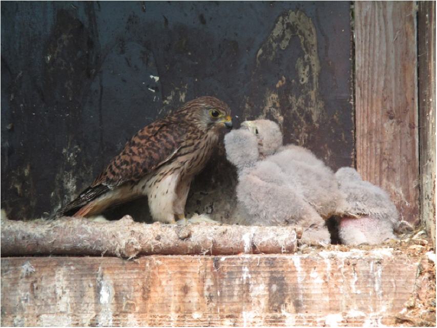 Turmfalke mit Jungen