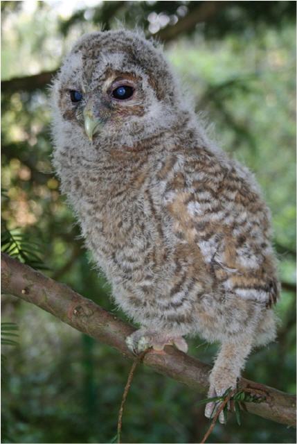 Junger Waldkauz auf erster Entdeckungstour