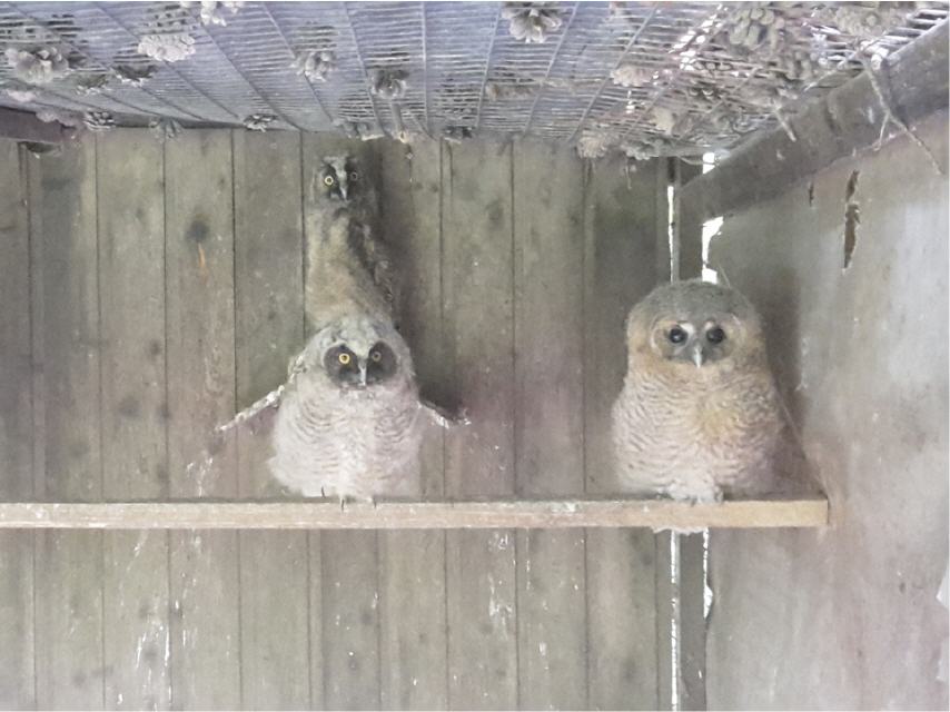 Waldkäuze und Waldohreule in der Voliere