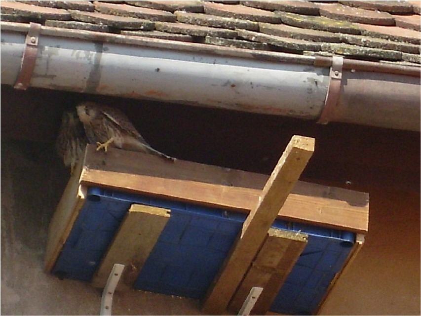 ... und wie man sieht, wurde der neue Brutplatz bereits angenommen.