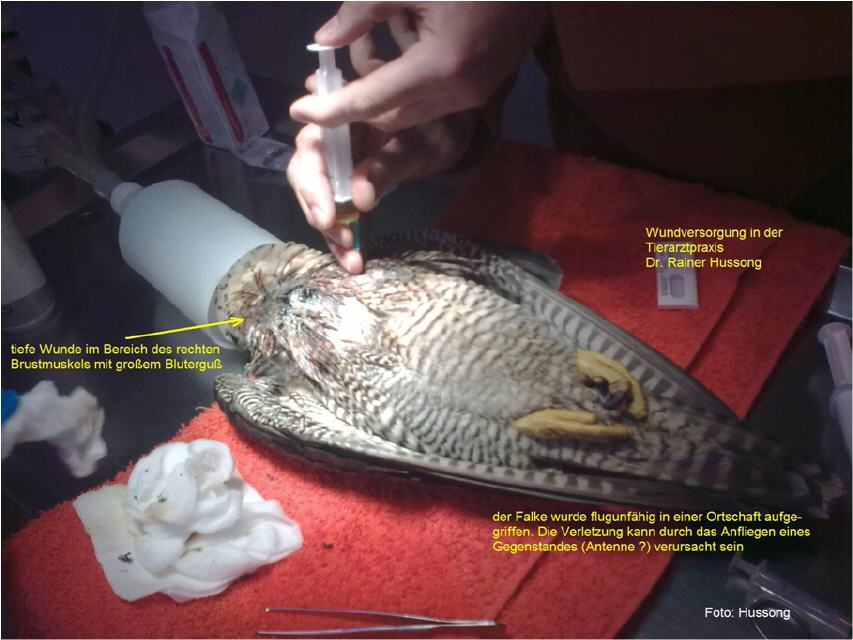Eine Fernsehantenne wurde diesem Wanderfalken zum Verhängnis.