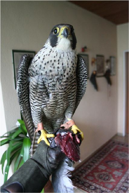 Der Wanderfalke mit Brustverletzung auf dem Weg der Genesung.