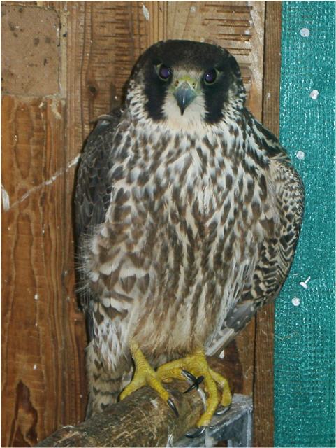 Wanderfalke mit Oberarmbruch, nach Genesung Dauerpflegefall