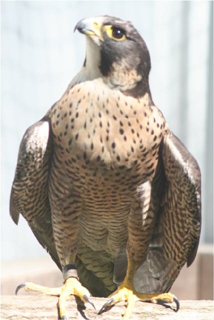 Genesener Wanderfalke im Alterskleid, hat in der Station gebrütet und Nachkommen großgezogen, die ausgewildert werden konnten.