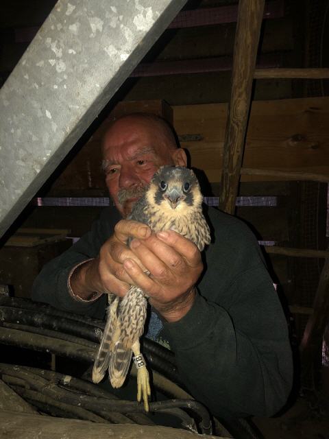 Beim Einsetzen in den Brutkasten