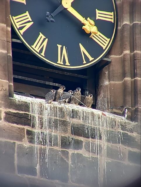 Mit den neuen Geschwistern