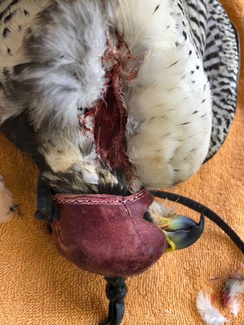 verletzte Falkenmama