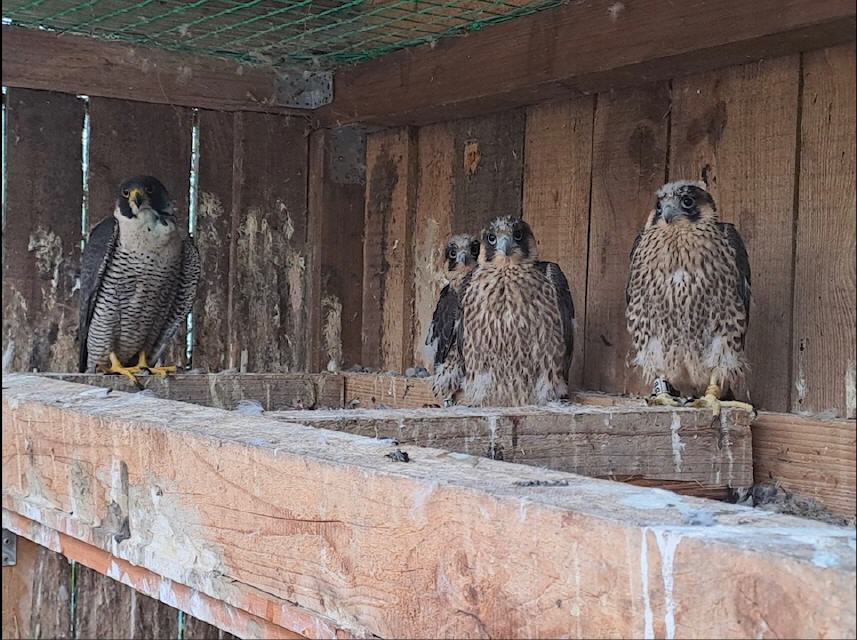 Familie gerettet, inkl. verletzter Mama
