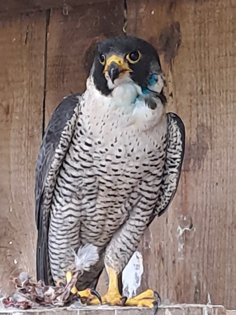 Falkenmama nach OP