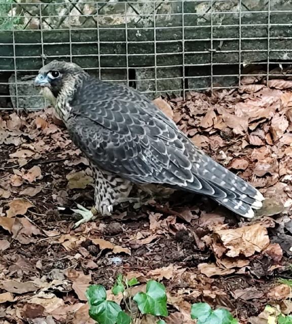 Weibchen aus Burgfarrnbach