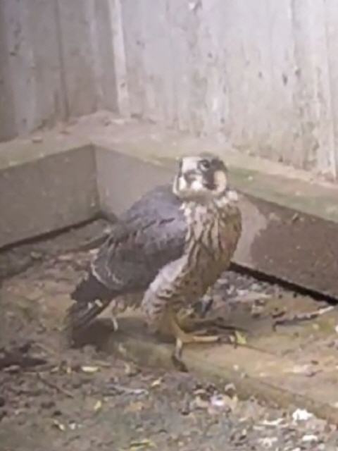 Terzel aus Nürnberg