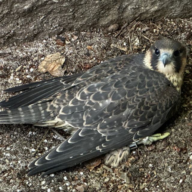 Terzel aus Weißenburg