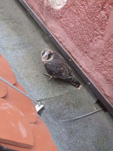 Nürnberger Terzel wieder frei