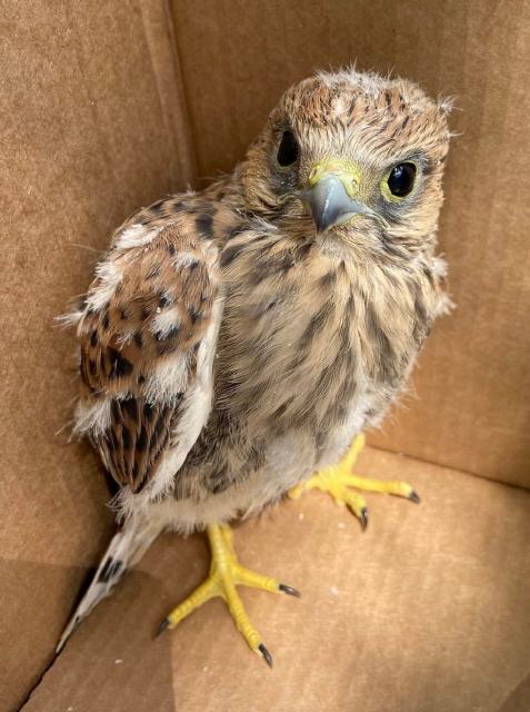 Turmfalken-Nestling: Sein Nest wurde von Krähen zerpflückt