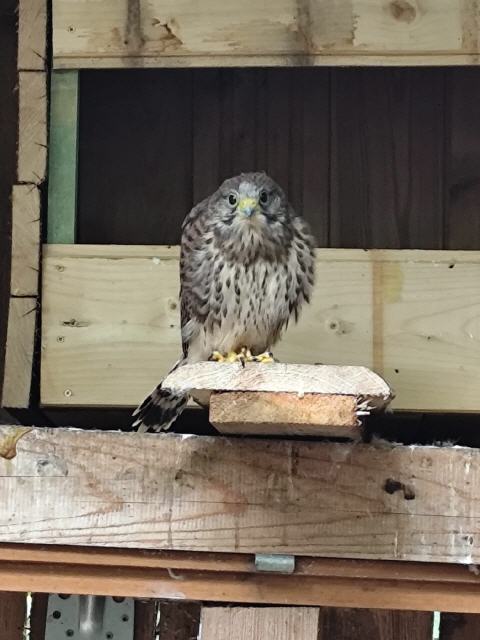 Geschwistervogel "zerpflücktes Nest"