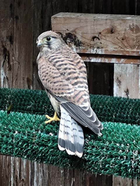 Dieser Turmfalke wurde beim ersten Ausflug von Krähen angegriffen