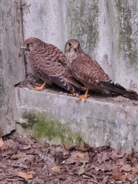 Beide Turmfalken kamen mit Flügelprellungen zu uns - Patenschaft möglich