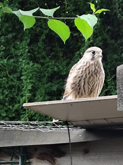 Turmfalke Paulina beim ersten Ausflug in Freiheit, sie kam als Küken zu uns