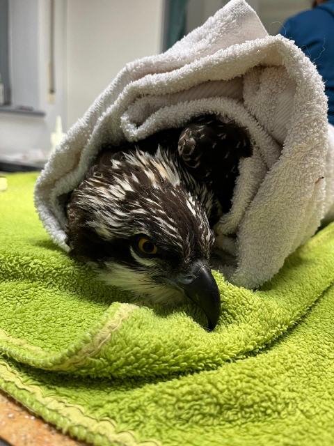 Aufwachphase nach der OP